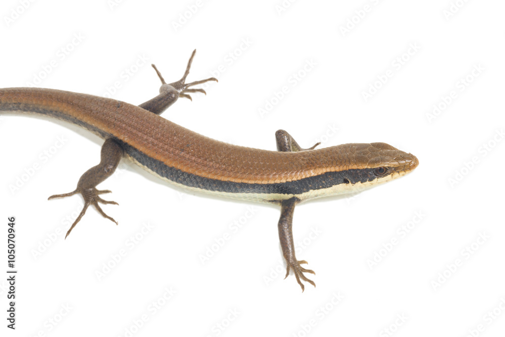 Fototapeta premium Close up of a colorful wild lizard (Agamidae) isolate on white 
