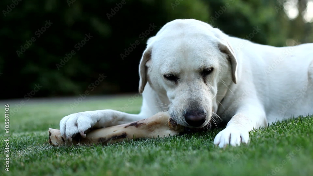 Dog chewing bone Dog chewing bone