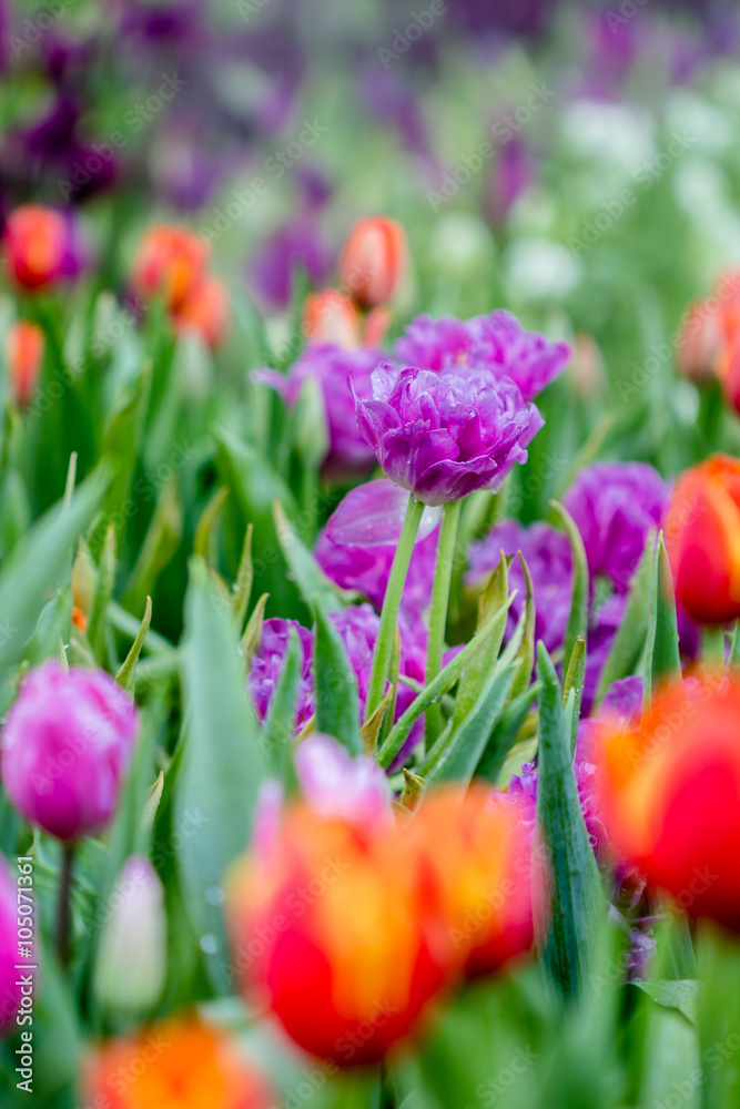 Beautiful tulips in garden