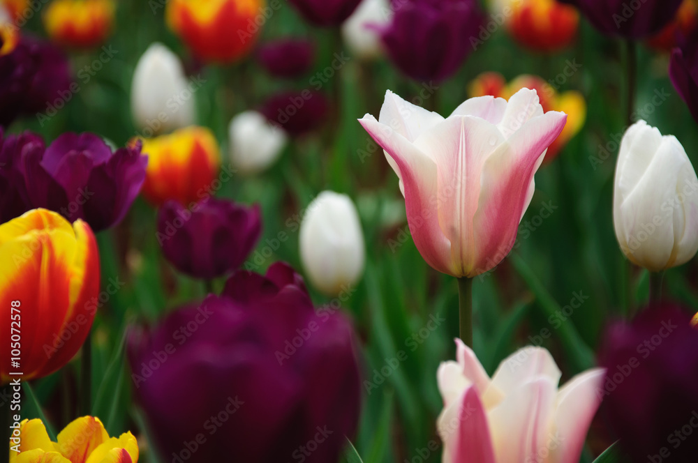 Fototapeta premium The beautiful blooming tulips in garden 