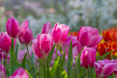 Fototapeta Naklejka Na Ścianę i Meble -  Pink tulips flower with bouquet