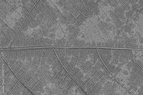 Design of dry leaf texture for pattern and background