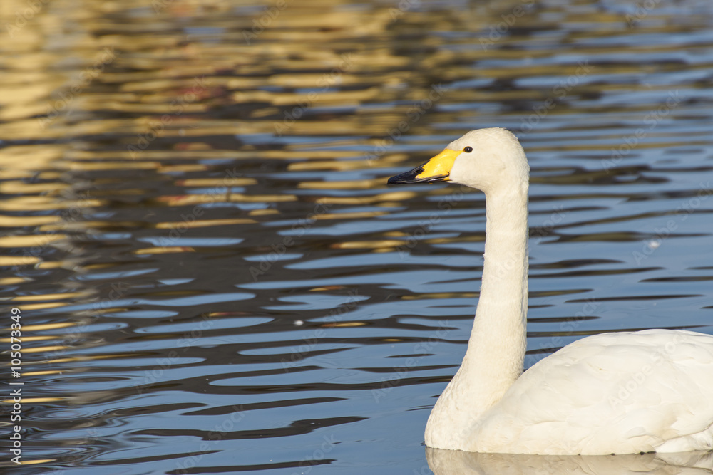 Obraz premium オオハクチョウ 泳ぐ