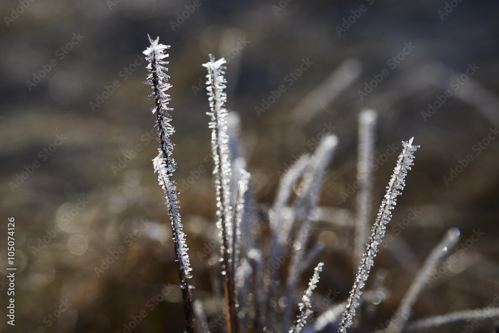 Fototapeta premium frozen plants - dead plants in small crystals of ice, open aperture with soft bokeh, nature