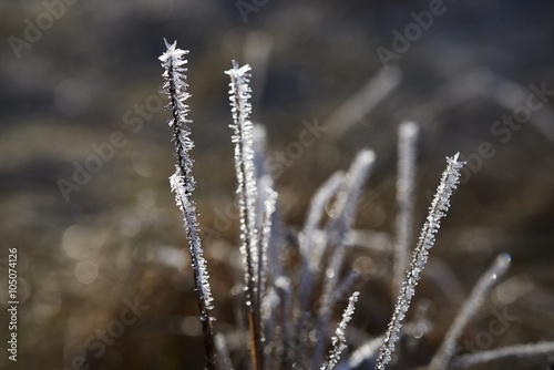 frozen plants - dead plants in small crystals of ice, open aperture with soft bokeh, nature