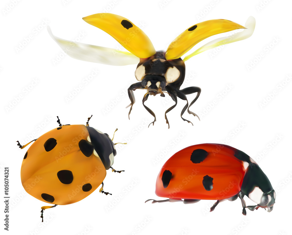 three color ladybugs isolated on white three color ladybugs isolated on white