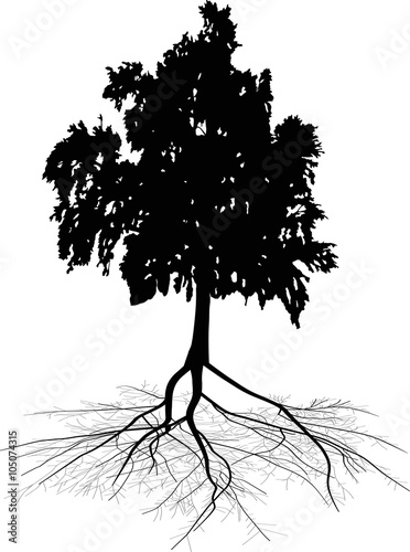 black birch with root isolated on white
