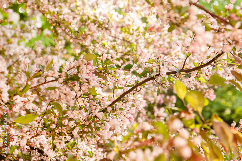 Obraz premium cherry blossom