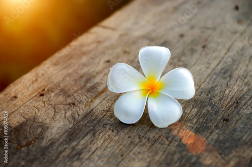 frangipani flower in the morning.