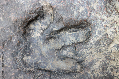 dinosaur footprint
