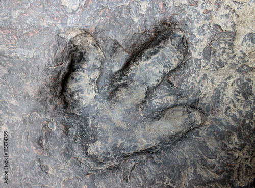 dinosaur footprint