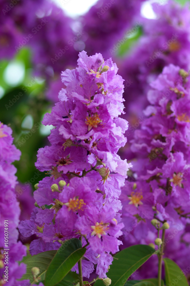Obraz premium Violet color of Queen's crape myrtle flower.