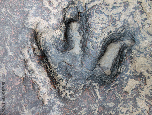 dinosaur footprint