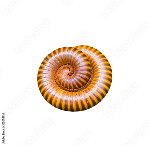 Millipede isolated on white.
