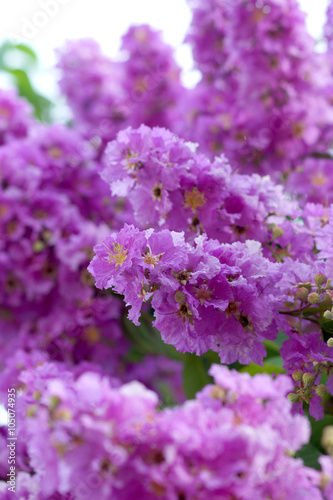Violet color of Queen's crape myrtle flower.