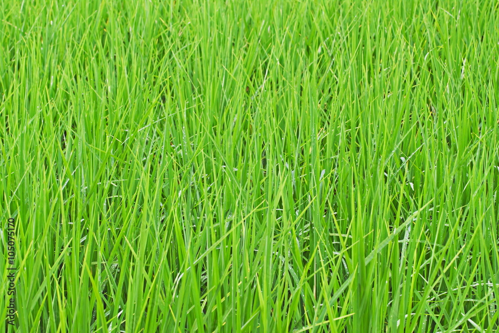 Obraz premium Green grass with dew drops for pattern and background