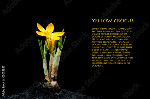 yellow crocus isolated
