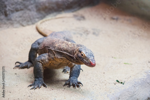 Famous Komodo dragon - world largest lizard