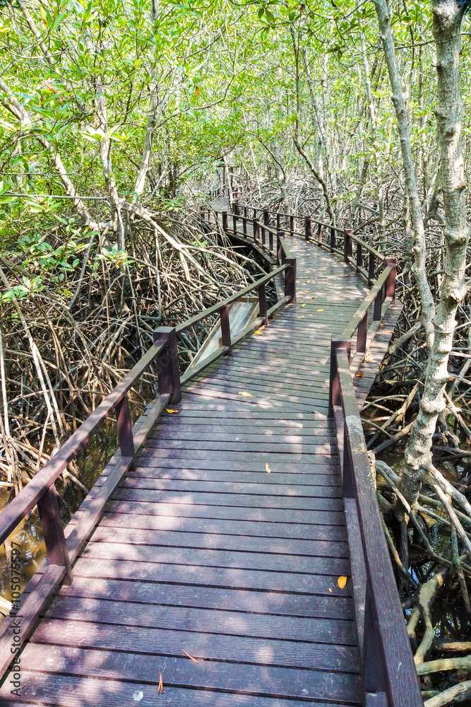 Obraz premium Mangrove forest trail