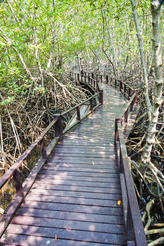 Fototapeta Naklejka Na Ścianę i Meble -  Mangrove forest trail
