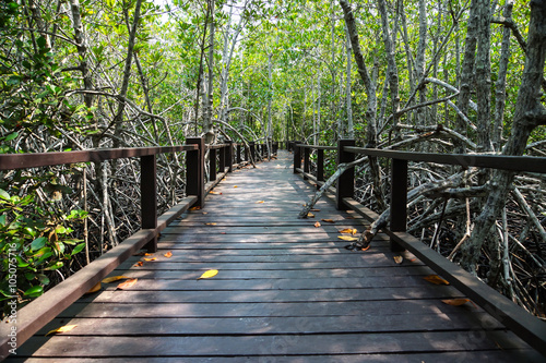 Mangrove forest trail © noppharat