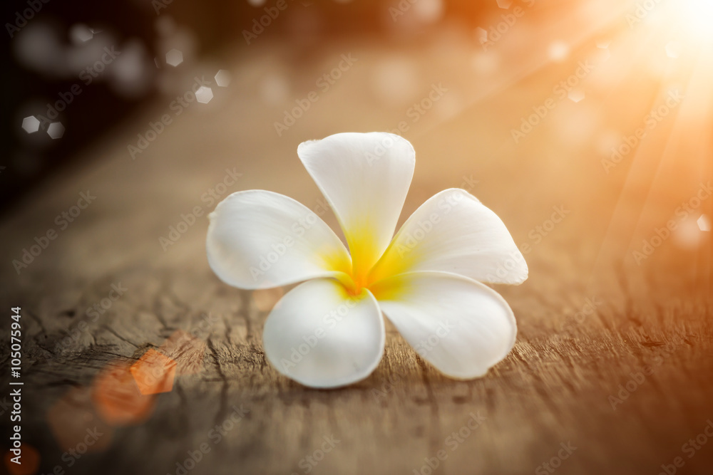 frangipani flower in the morning.