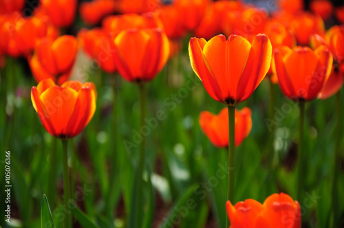 The beautiful blooming tulips in garden 