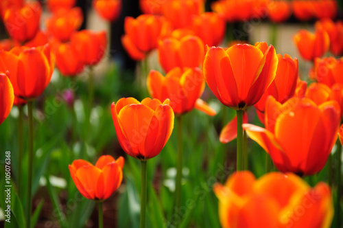 The beautiful blooming tulips in garden   