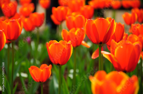 The beautiful blooming tulips in garden 
