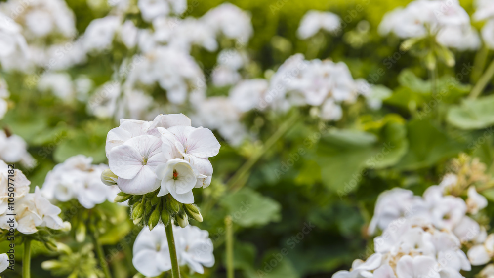 Geranium (pelargonium) planted on the boulevard in Baku Geranium (pelargonium) planted on the boulevard in Baku