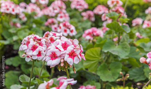 Fototapeta Naklejka Na Ścianę i Meble -  Geranium (pelargonium) planted on the boulevard in Baku