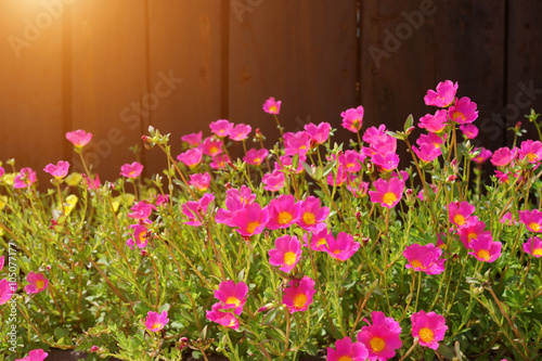 Portulaca flower