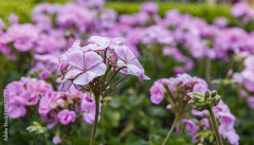 Fototapeta Naklejka Na Ścianę i Meble -  Geranium (pelargonium) planted on the boulevard in Baku