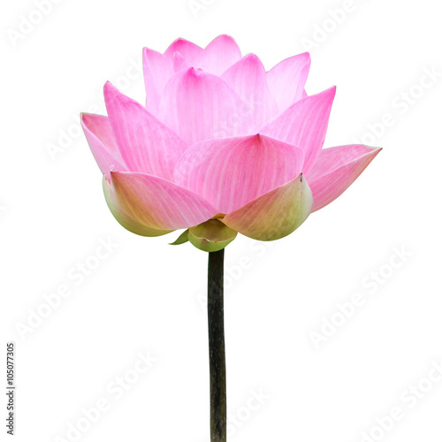 Blooming lotus flower on white background.