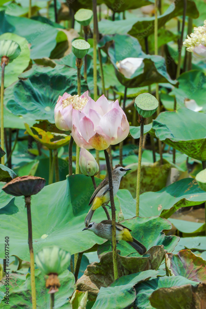 Blooming lotus flower in the farm, Thailand. Blooming lotus flower in the farm, Thailand.