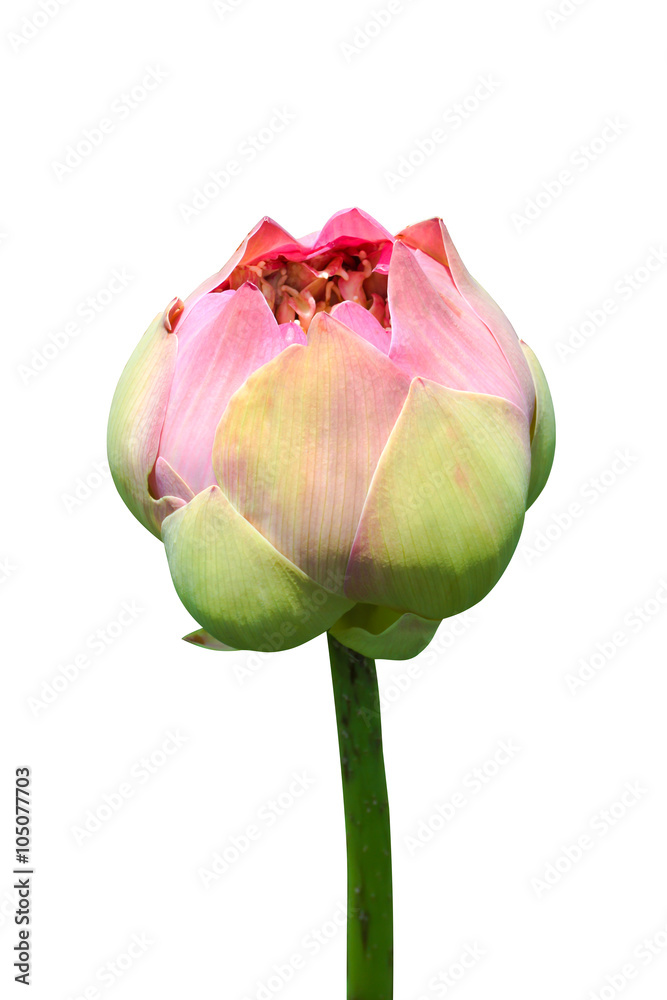 Blooming lotus flower in the farm, Thailand. Blooming lotus flower in the farm, Thailand.