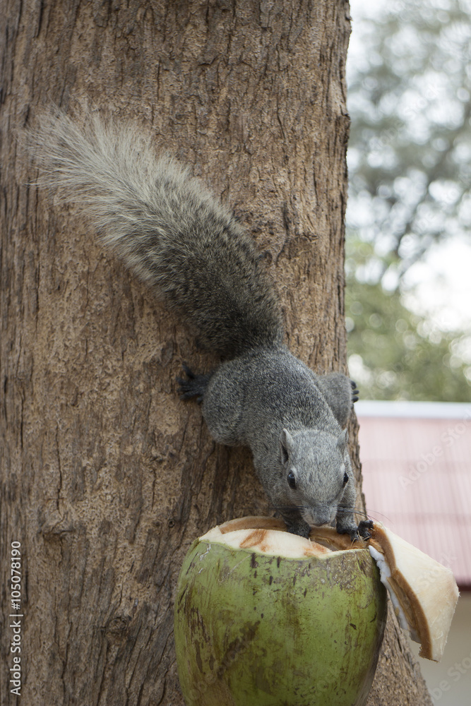 Squirrel eating coconut tied at the tree Squirrel eating coconut tied at the tree