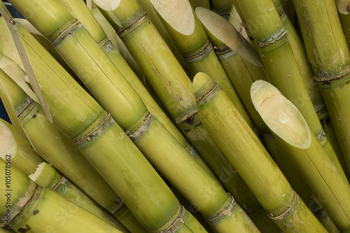 Stalks of sugarcane photo