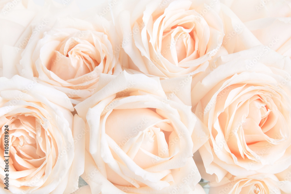 Fototapeta premium Soft full blown delicate roses as a neutral background. Selective focus.
