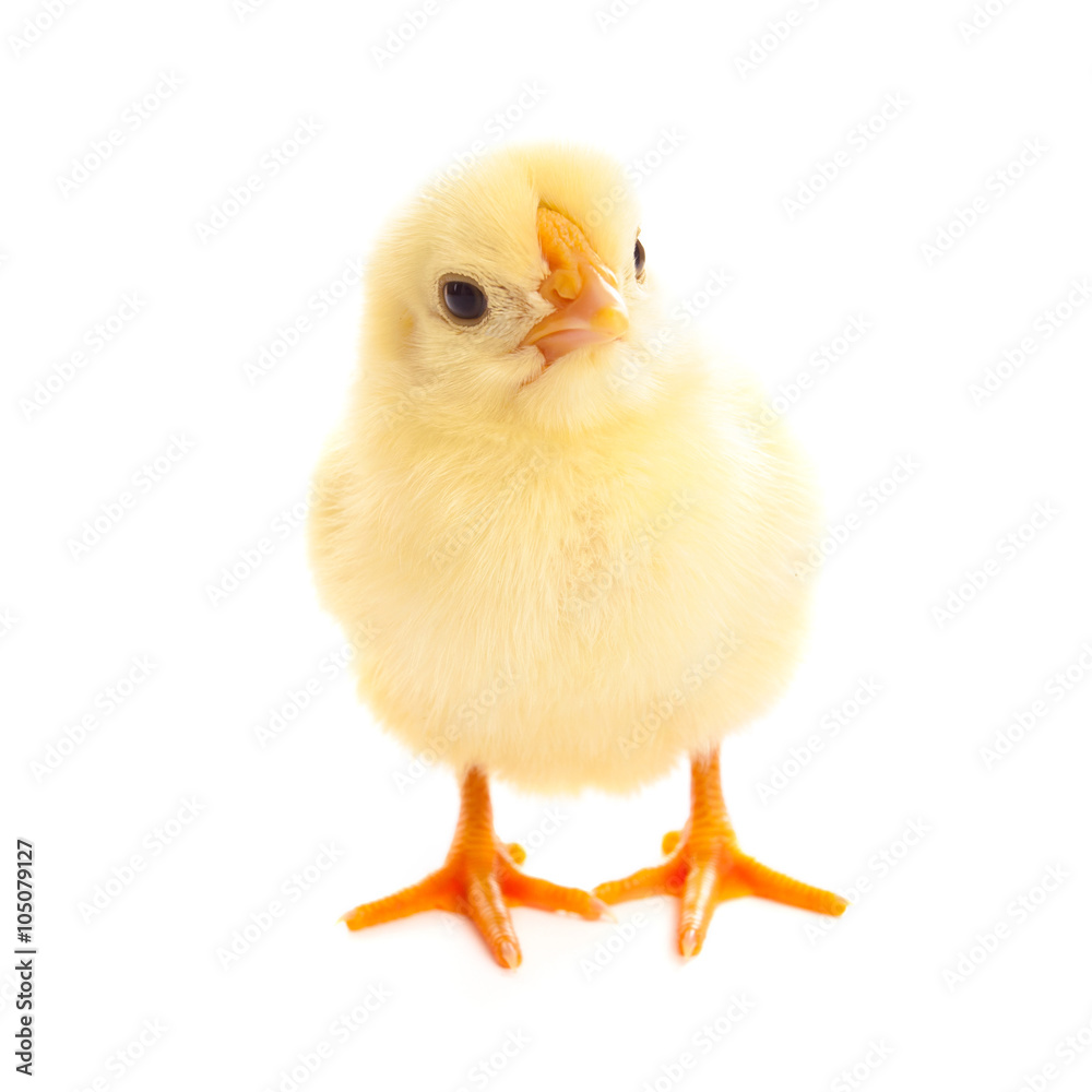 Little chicken isolated on white Little chicken isolated on white