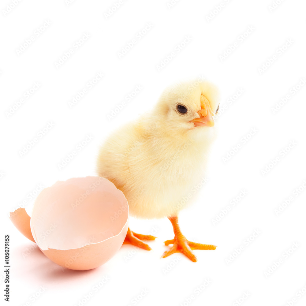 Obraz premium beautiful little chick and eggshell