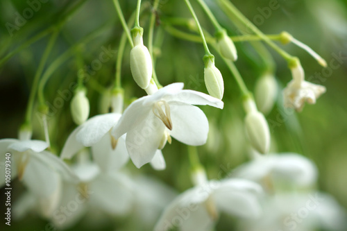 Macro shot of white flowers are fragrant (Wrightia religiosa Ben