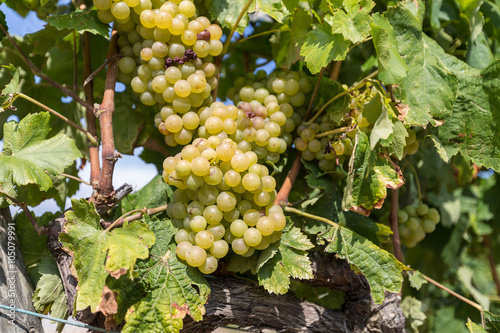 Wallpaper Mural Vine with white grapes Torontodigital.ca
