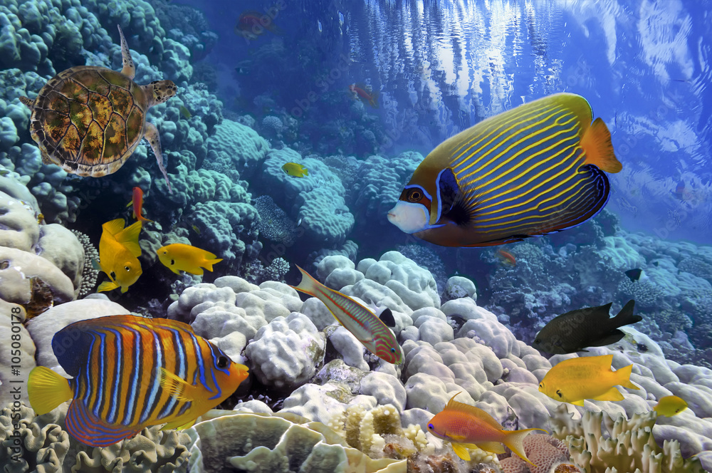 Fototapeta premium Coral Reef and Tropical Fish iin the Red Sea, Egypt