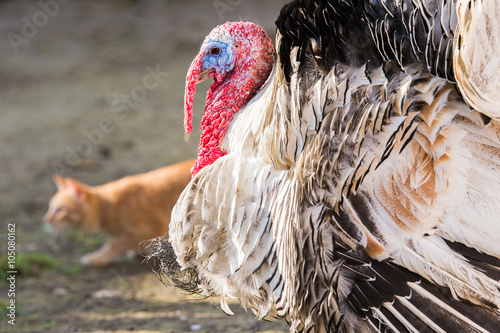 beautiful turkey bird