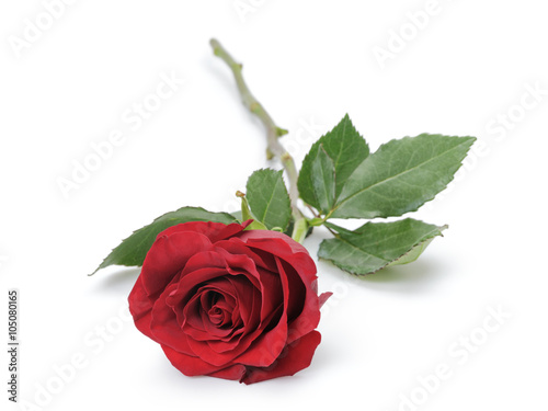 Fototapeta Naklejka Na Ścianę i Meble -  one dark red rose isolated on white background