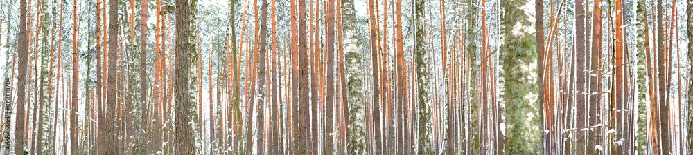 Fototapeta premium Winter forest
