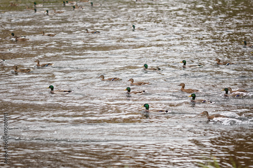 Fototapeta Naklejka Na Ścianę i Meble -  many ducks swimming in lake or pond, cloudy weather