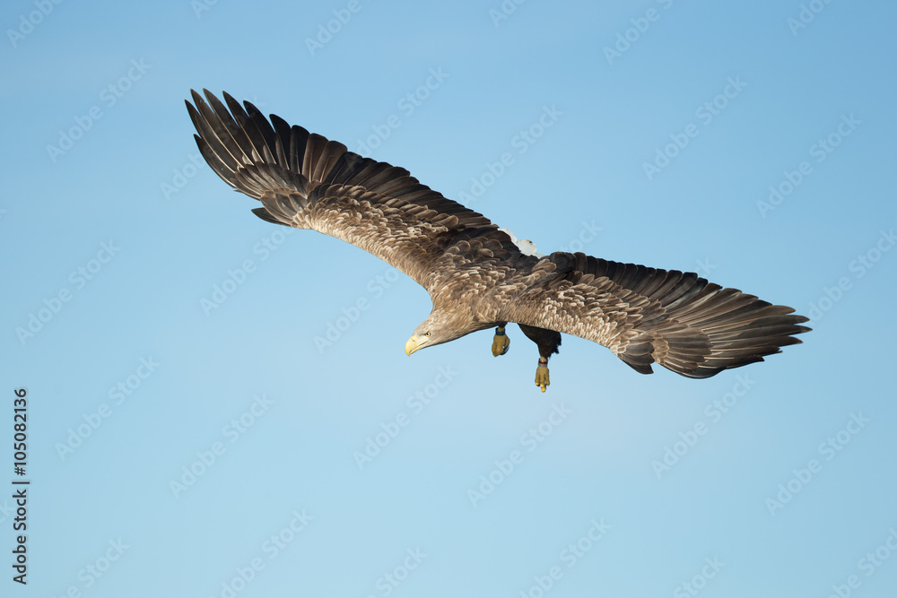 White-tailed Eagle Hunting White-tailed Eagle Hunting