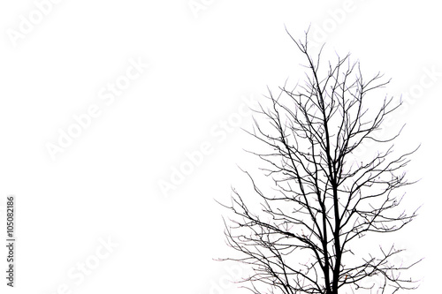 tree without leaves isolated on white background.